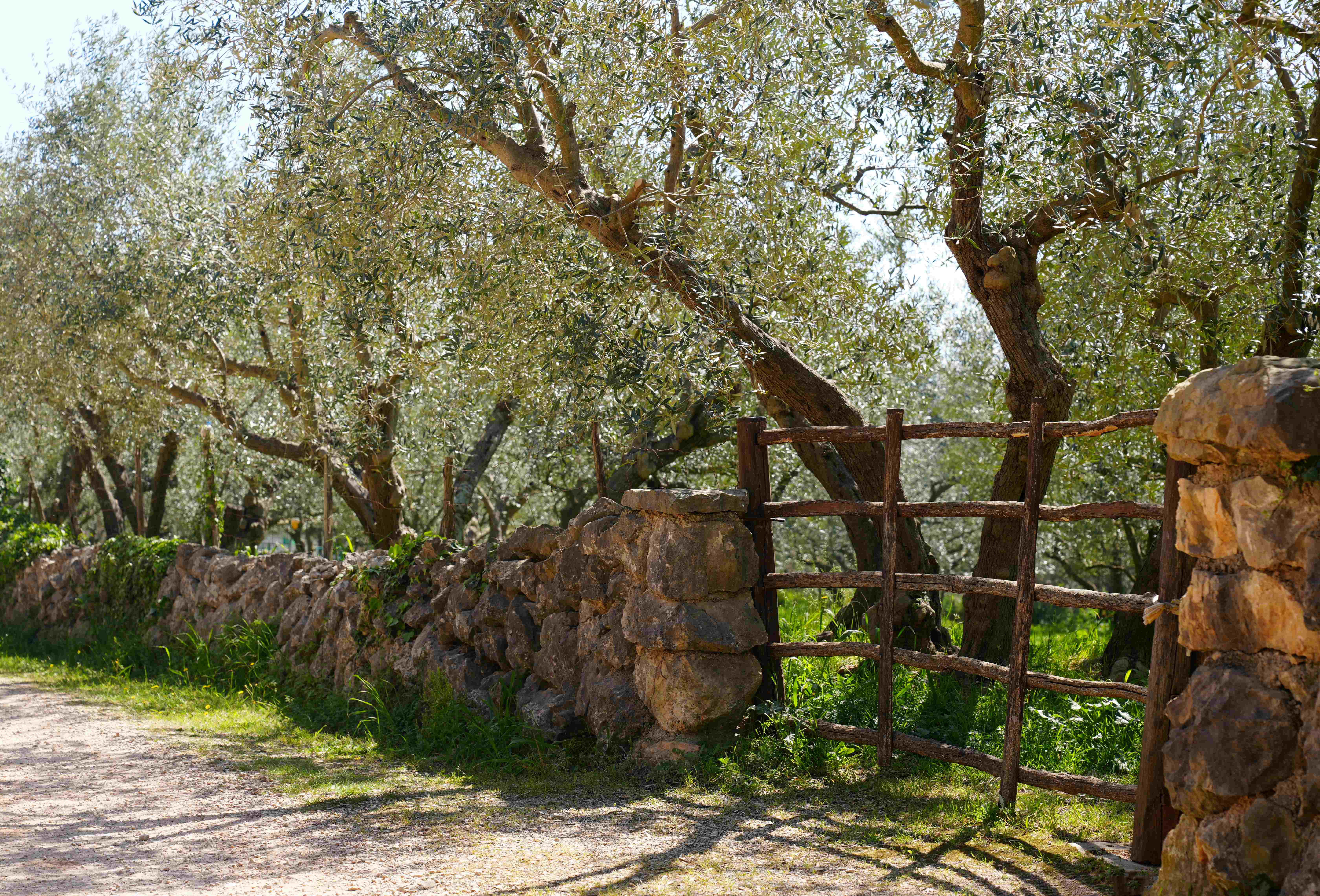 A sunlit olive grove with a rustic wooden gate and a stone wall lining a dirt path, surrounded by lush greenery and old olive trees casting dappled shadows
