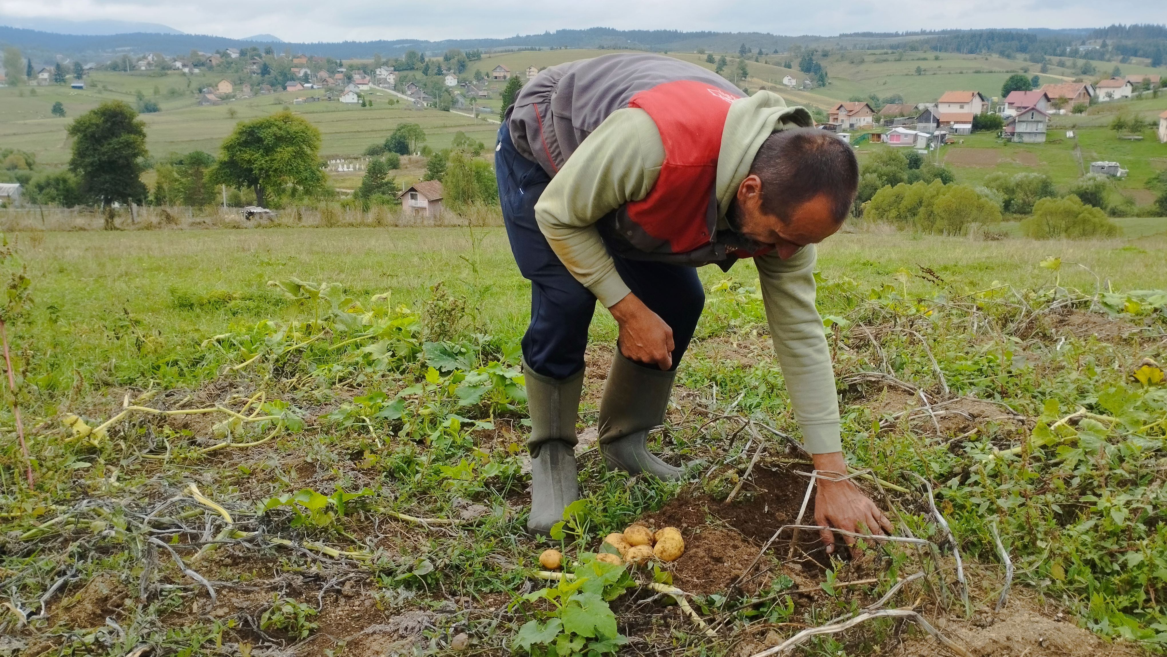 A farmer bending over in a green field, harvesting potatoes by hand. The pastoral landscape in the background features rolling hills and a village with scattered houses.